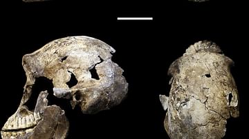 Homo Naledi Skull