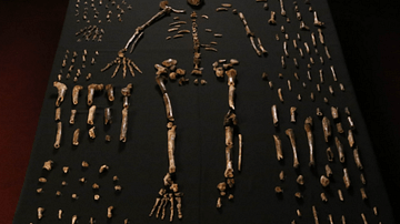 Homo Naledi Composite Skeleton