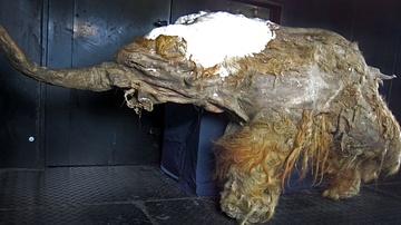 Young Woolly Mammoth Carcass