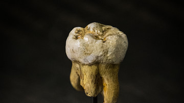 Denisovan Molar