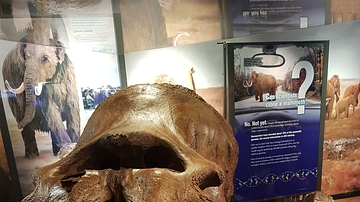 Woolly Mammoth Skull