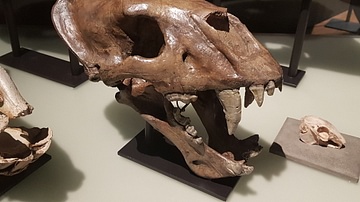 Homotherium Skull