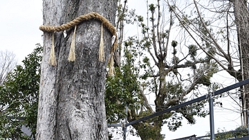 A Sacred Tree at the Agata Shrine in Uji, Japan