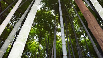 Arashiyama Sacred Grove
