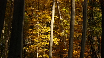 Autumn Forest