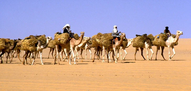 Line of camels and herders crossing the Sahara