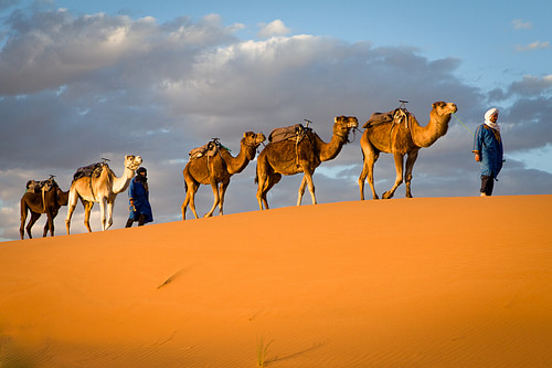 Camel Caravan, Morocco