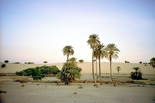 Mao Oasis, Chad (by Notrchad, CC BY-SA)