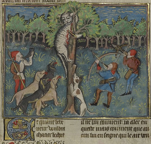 A Hunter & Dogs Attacking a Treed Wild Cat