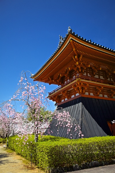 Bell Tower, Ninna-ji (by Joseph Kneckt, CC BY)