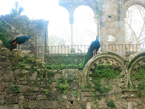 Peacocks in Jardim Publico de Evora