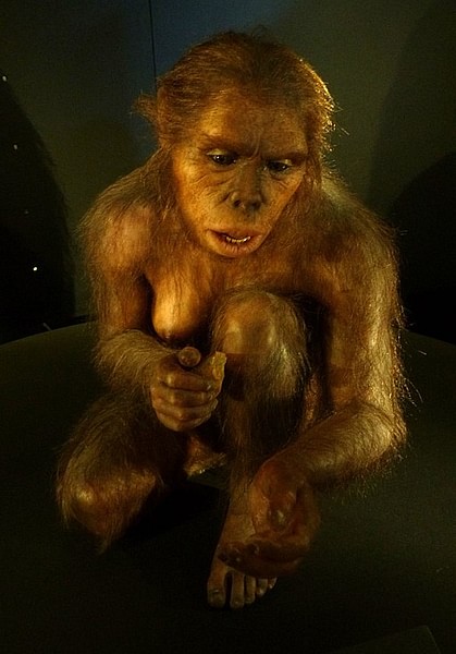 Homo Habilis Reconstruction (by Dbachmann (photograph), E. Daynes (sculpture), CC BY-SA)