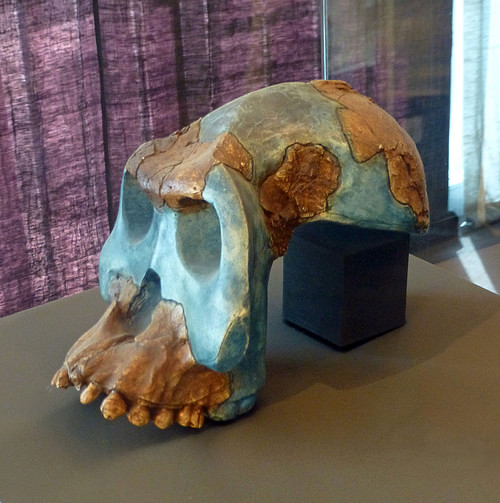 Australopithecus Garhi Reconstruction