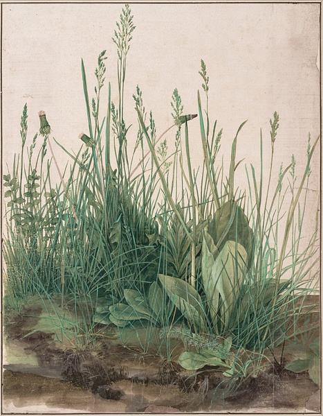 The Large Piece of Turf by Dürer