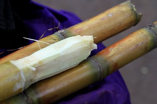 Sugar Cane