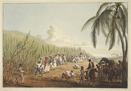 Slavery in Plantation Agriculture