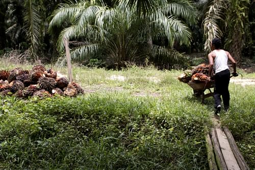 Oil Palm Harvester