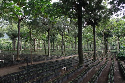 Coffee Plantation