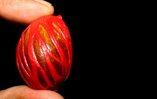 Mace Surrounding Nutmeg Seed