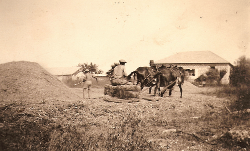 Using Horses for Threshing Grain