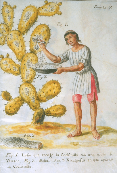 Mesoamerican Collecting Cochineal