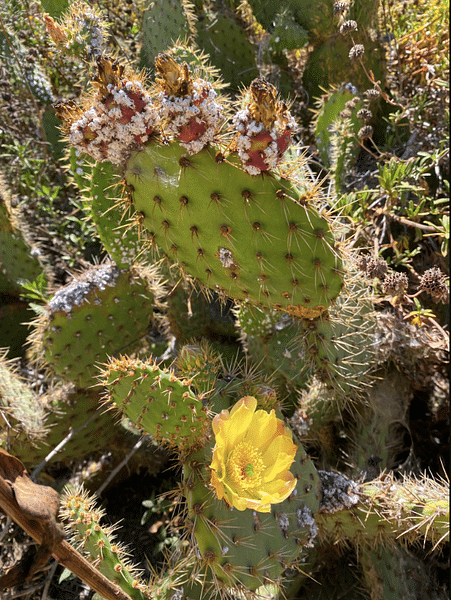 Prickly Pear Cactus with Cochineal Insects