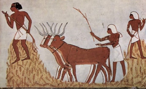 Birinci Tarım Devrimi Nedir 8 Mitolojiler.com Threshing of Grain in Egypt