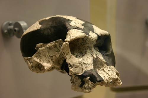 Homo Habilis Skull