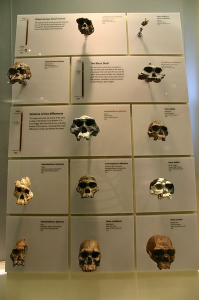 Hominin Skulls