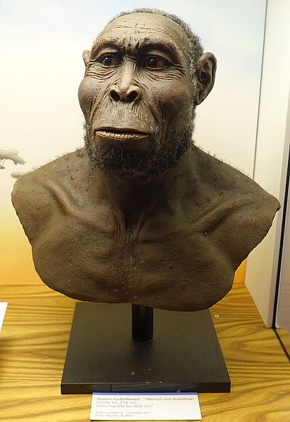 Reconstruction of Homo Rudolfensis (by Daderot, Public Domain)