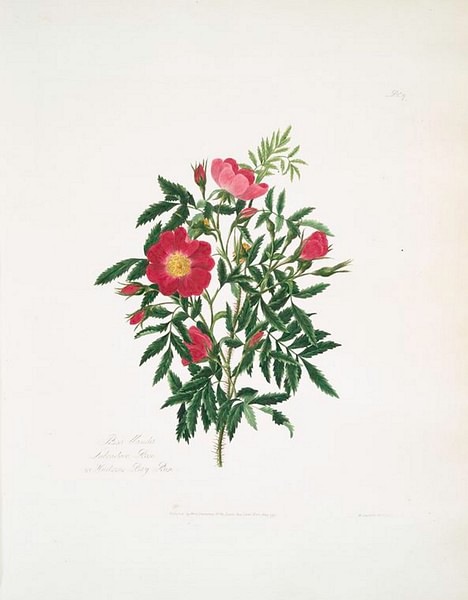 Which Is A Rosa Uma Breve História da Rosa - World History Encyclopedia
