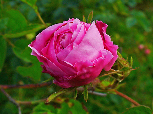 Rosa Centifolia