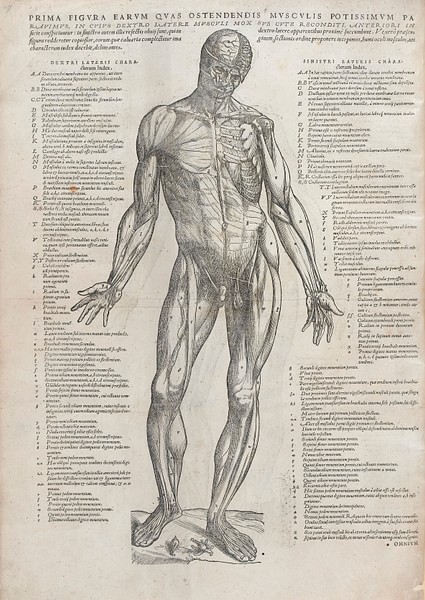 Page from On the Fabric of the Human Body