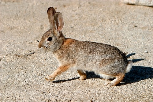 Desert Cottontail Rabbit