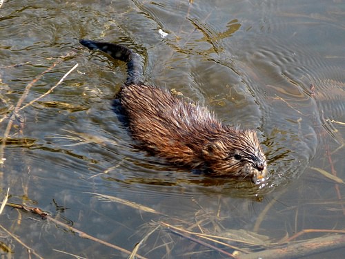 North American Muskrat