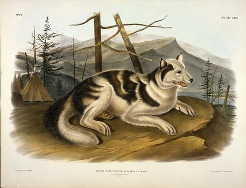 Hare Indian Dog