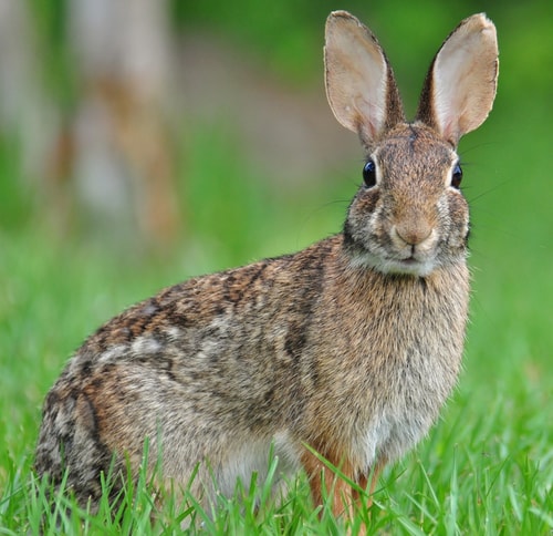 Rabbit Tales of the Cherokee - World History Encyclopedia