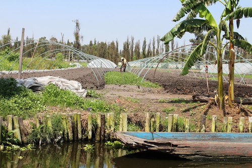 Modern Chinampa Farming (by Emmanuel Eslava, CC BY-SA)
