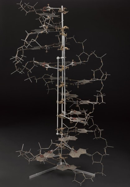1953 Watson-Crick DNA Model Reconstruction