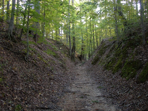 Sunken Natchez Trace (by Jimmy Emerson, DVM, CC BY-NC-SA)