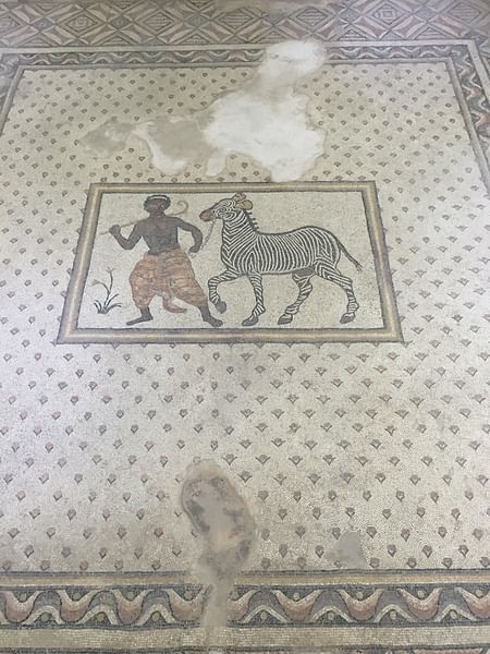 Zebra Whisperer: Haleplibahce Mosaics of Edessa