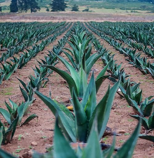 Maguey (by Amefuentes, CC BY-SA) Maguey (by Amefuentes, CC BY-SA)