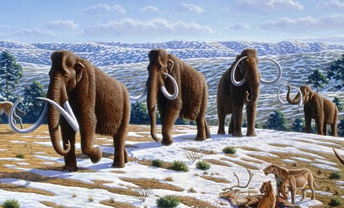 Woolly Mammoths