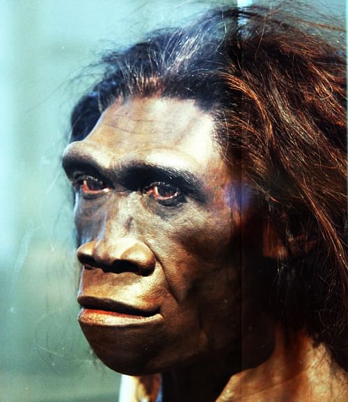 Reconstruction of Homo Erectus Adult Female Head (by Tim Evanson, CC BY-SA)