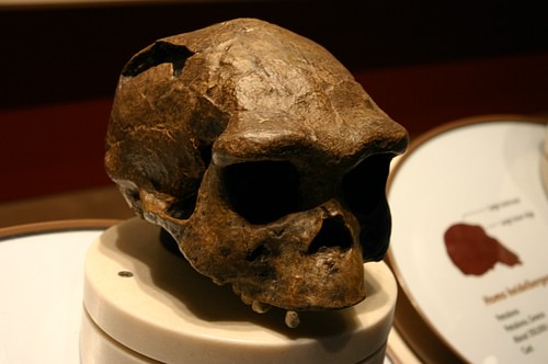 Homo Erectus Skull Cast from Java, Indonesia