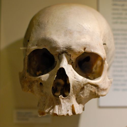 Homo Sapiens Skull (by Chris Devers, CC BY-NC-ND)