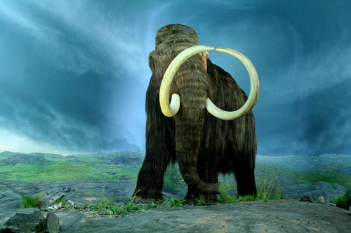 Wooly Mammoth (by Tracy O, CC BY-SA)