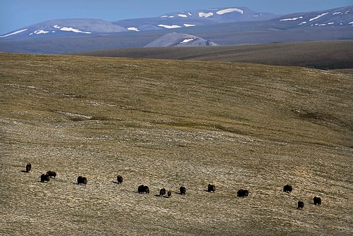 Muskox on the Tundra