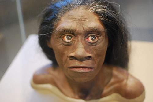 Homo Floresiensis Reconstruction (by Karen Neoh, CC BY)