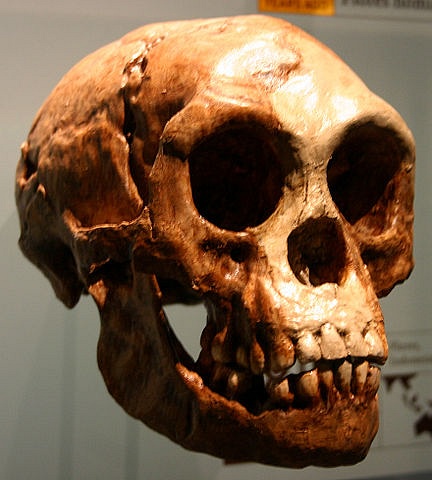 Homo Floresiensis Skull